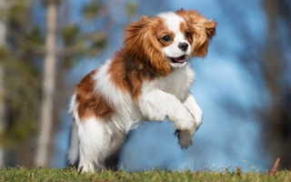 Dog Breeds: Cavalier King Charles Spaniel