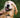 Top Reasons why having a pet at home is an excellent idea for the whole family!