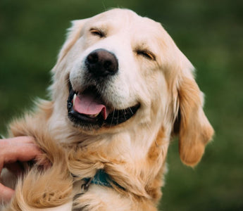 Top Reasons why having a pet at home is an excellent idea for the whole family!