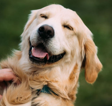Top Reasons why having a pet at home is an excellent idea for the whole family!