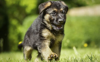 Dog Breeds: German Shepherd