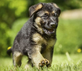 Dog Breeds: German Shepherd