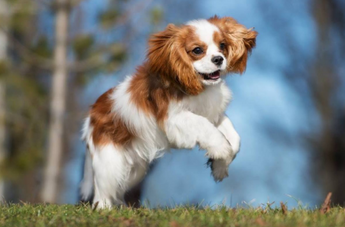 Dog Breeds: Cavalier King Charles Spaniel