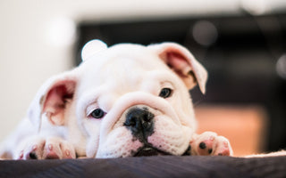 French Bulldogs aka Frenchies