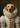 Royal Lady custom pet portrait canvas — Golden Retriever as a Renaissance noblewoman