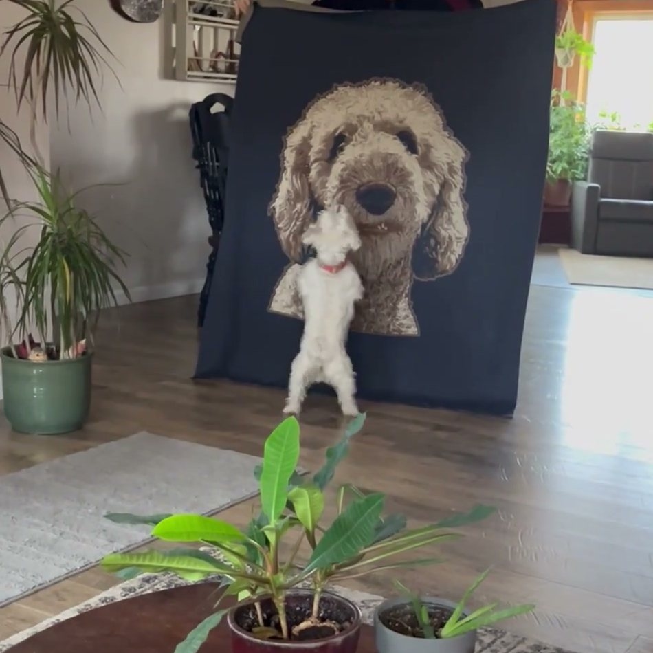 Steve B.'s little white dog jumping up at his navy knitted blanket with their other dog knitted into it