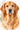 Watercolor custom pet portrait canvas — Golden Retriever watercolor portrait